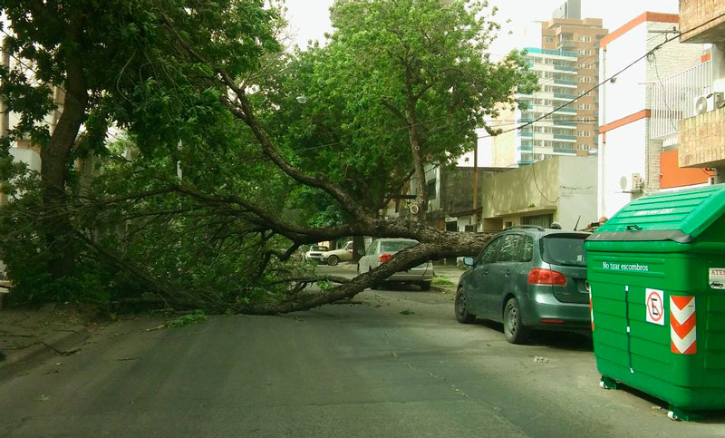 Una tormenta de tierra y viento provocó heridos y la caída de casi 100 árboles