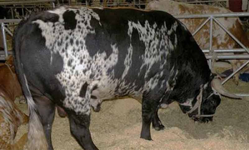 Un turista argentino falleció tras ser corneado por un toro en India
