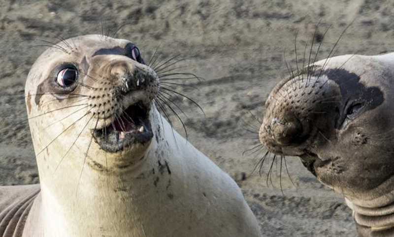 Las imágenes de los animales más divertidos del mundo
