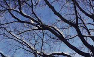Empresa en Inglaterra puso púas en un árbol para ahuyentar a las palomas
