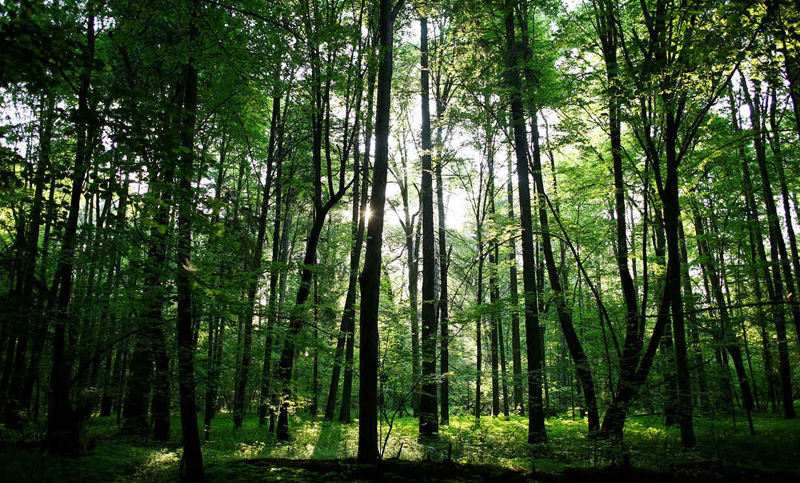 Casi sin presupuesto a los bosques nativos y el medio ambiente