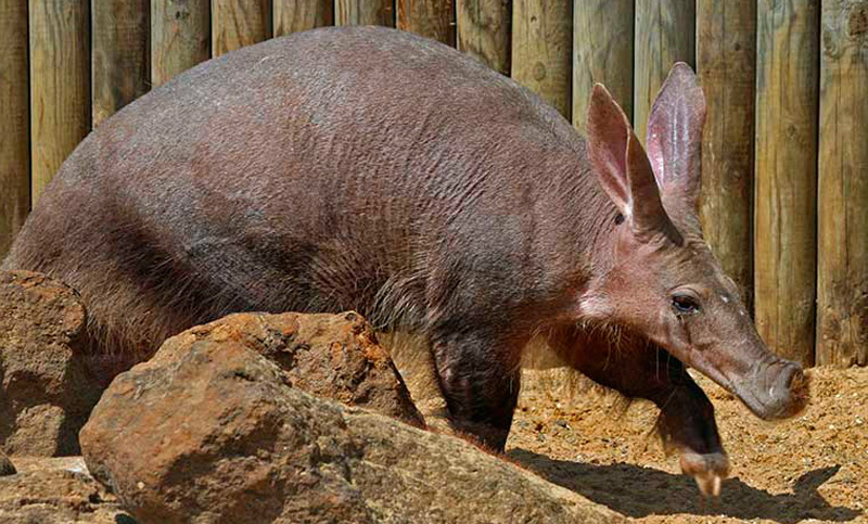 Un animal murió en un incendio en un zoológico de Londres