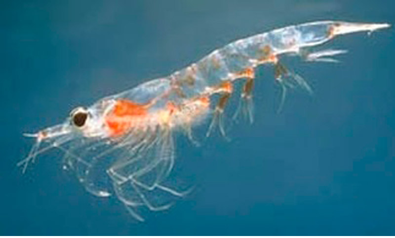 El Krill, un tesoro de proteínas que se encuentra en el mar