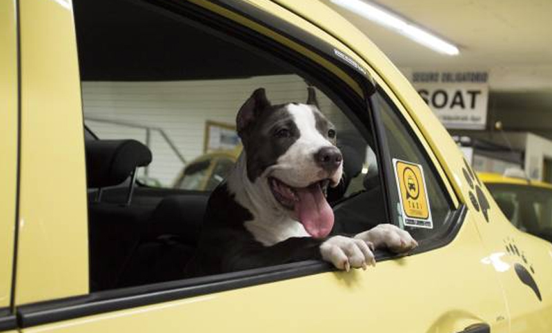 En 2017, 15 mil personas viajaron en taxi con sus mascotas