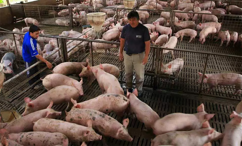 En alerta: productores de cerdos advierten que están trabajando a pérdida