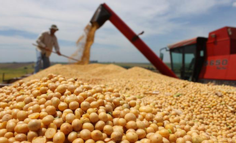 El precio de la soja cayó 1,44% y está en valores que no se veían hace 12 años