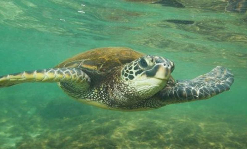 Los nidos de las tortugas marinas verdes sobrevivieron al huracán Irma