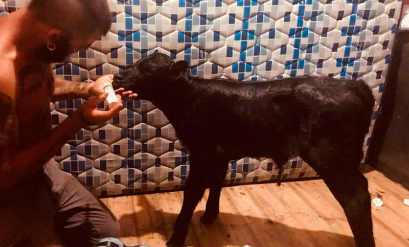 Un ternero nacido en cautiverio fue enviado a un santuario