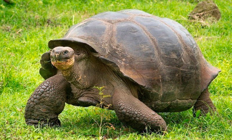 Nacieron tortugas en las islas Galápagos luego de cien años