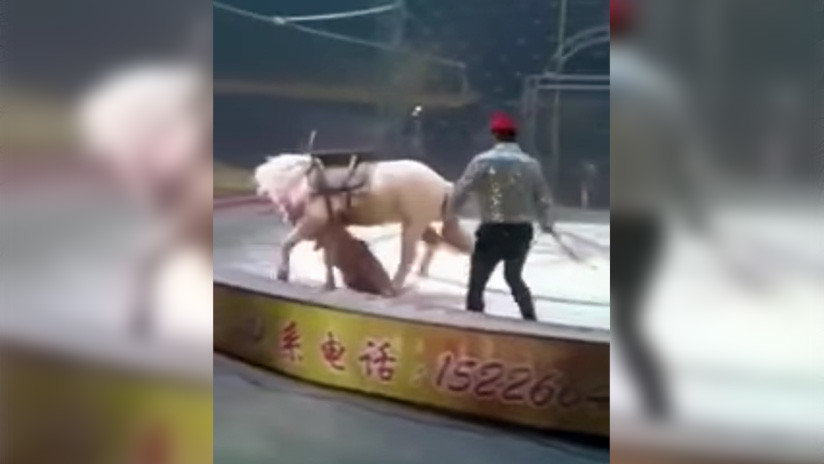 Un tigre atacó a un caballo en un circo