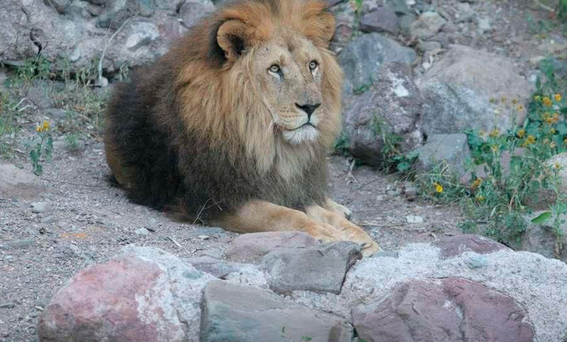 Murió “El Salteño”, un león salvado de un circo que vivía en Mendoza