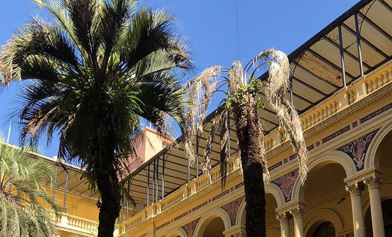 Macri gastará casi $250 mil en una palmera para la Casa Rosada