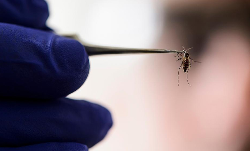 Advierten que es “alto” el riesgo de brote de dengue en Córdoba