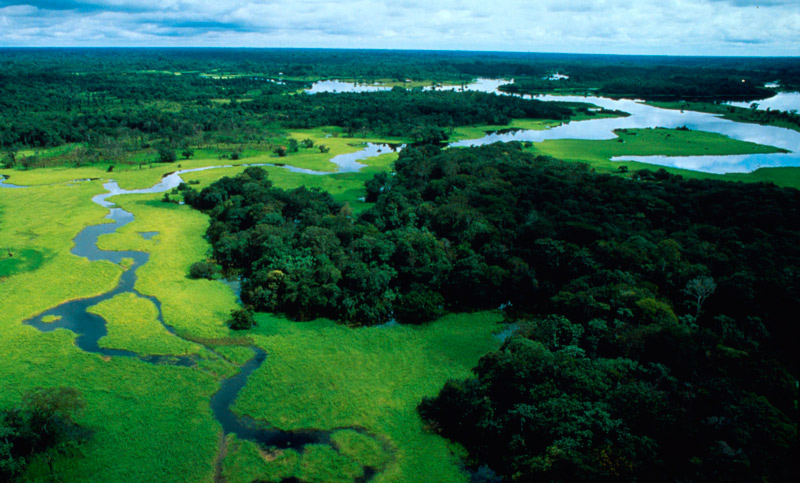 Fotografian a la primera ave híbrida del Amazonas
