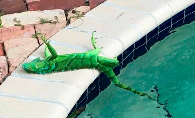 Ciclón bomba: llueven iguanas congeladas en Florida