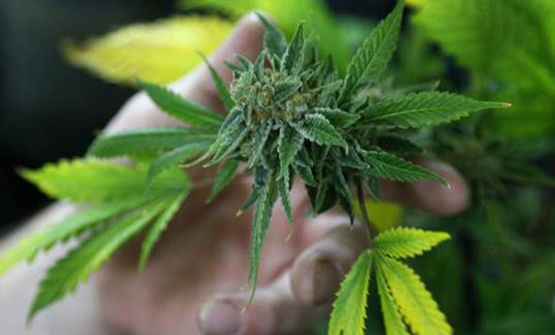 Santa Fe, a un paso de producir aceite de Cannabis con fines medicinales