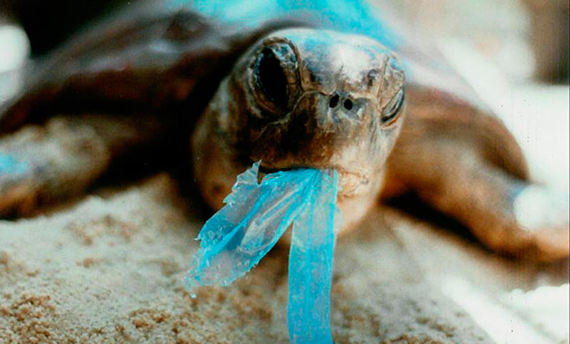 Gran cantidad de tortugas presentan plástico en el estómago