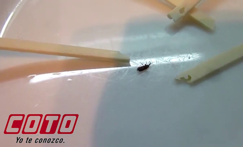 Horror: fue al supermercado y se encontró bichos en los fideos