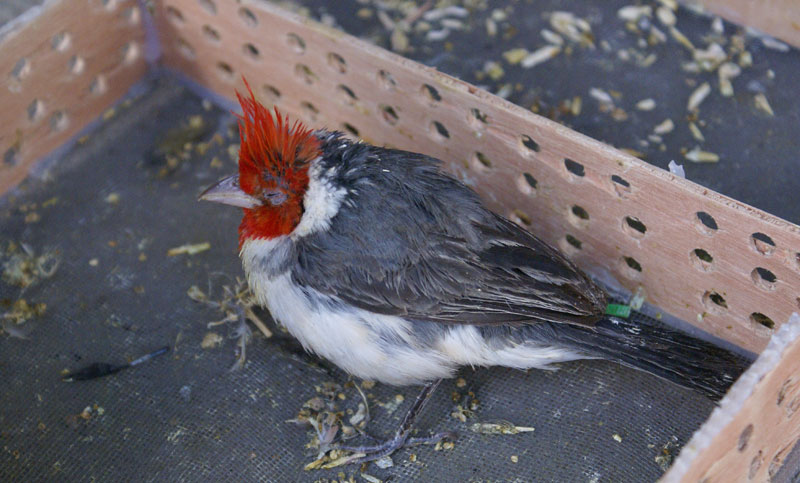 Unas 700 aves fueron rescatadas del comercio ilegal
