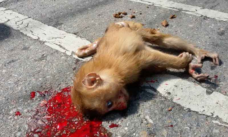 Denuncian matanza de monos en Río de Janeiro por temor a la fiebre amarilla