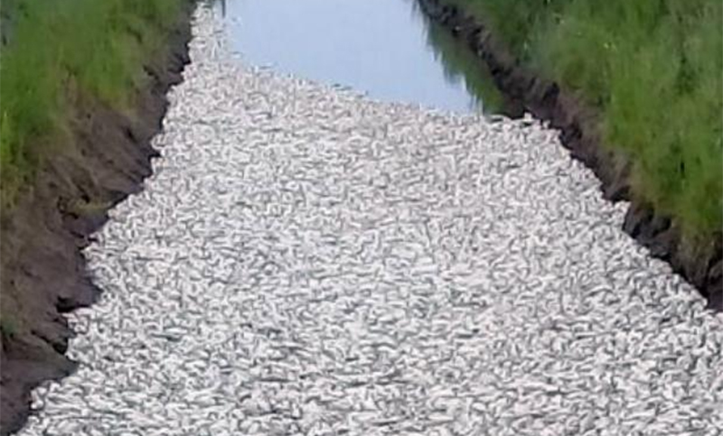 Masiva mortandad de peces en el Canal «El Florentino» de Córdoba