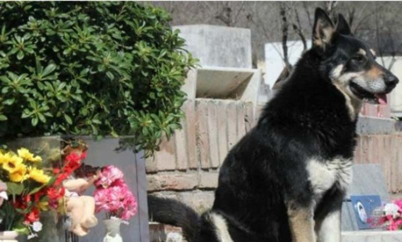 Murió «Capitán», el perro que no se alejaba de la tumba de su dueño