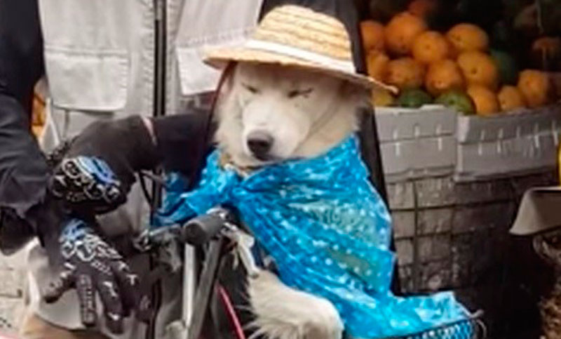 Con sombrero y piloto, un perro anda en bicicleta bajo la lluvia