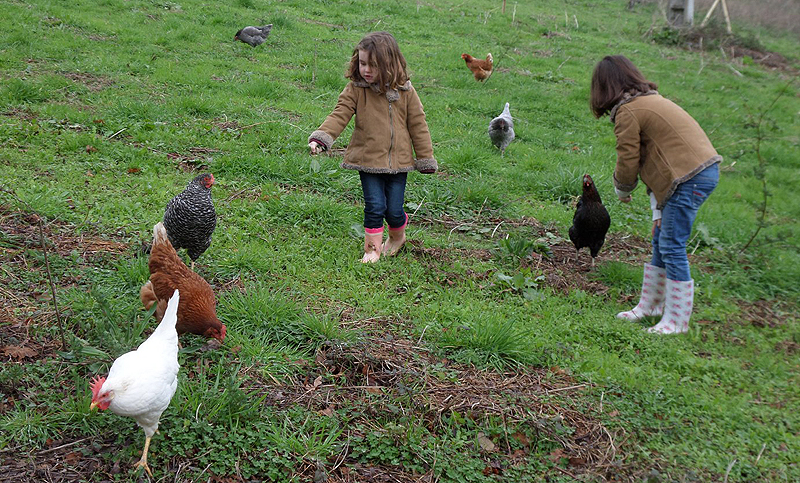 Califican a las gallinas como inteligentes y empáticas