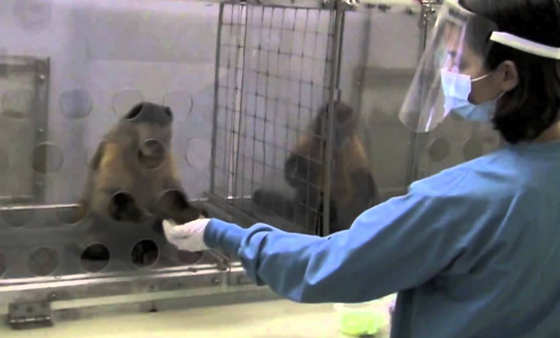 Fiscalía alemana pide multar a científicos por experimentar con monos