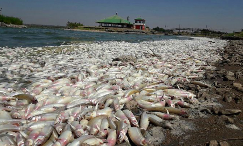 Otra vez miles de peces muertos: ahora en laguna Don Tomás, La Pampa
