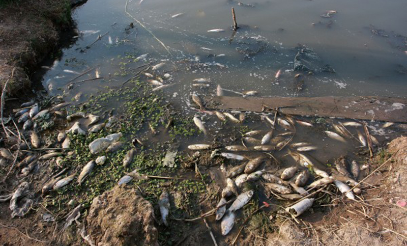 Según un estudio, los peces «no murieron por agroquímicos»