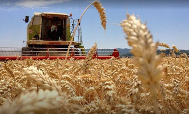 Molineros advierten por desabastecimiento de trigo