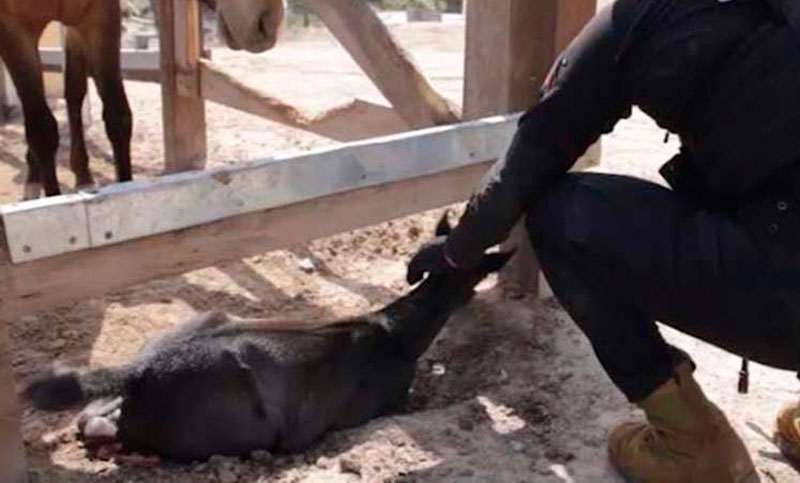 Hallaron droga y animales muertos en un zoológico de México