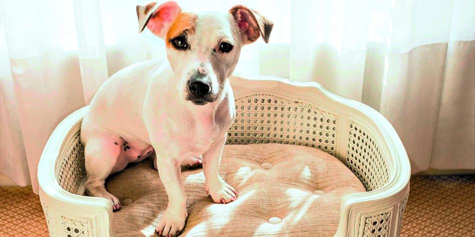Los lujos de los perros parisinos
