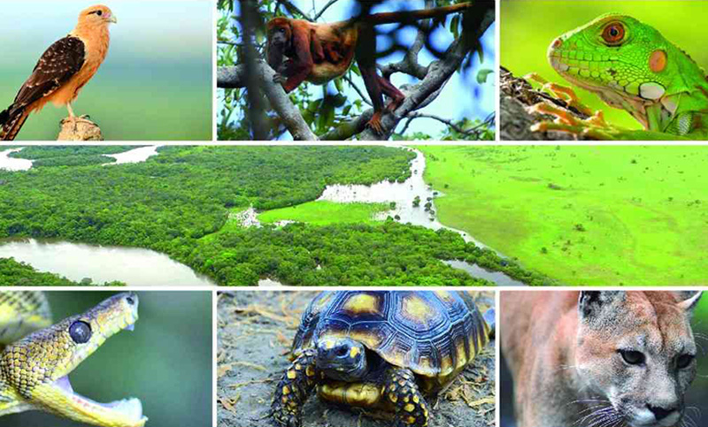 Extraordinaria biodiversidad en el río colombiano Bita
