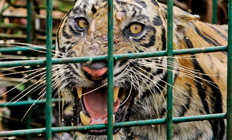 Un tigre de Sumatra mata a un hombre en Indonesia