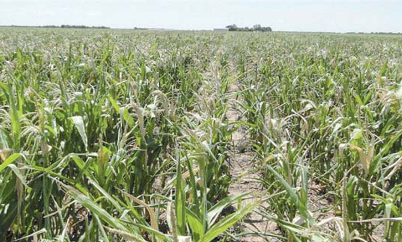 Alarmante situación del maíz y la soja por la falta de agua