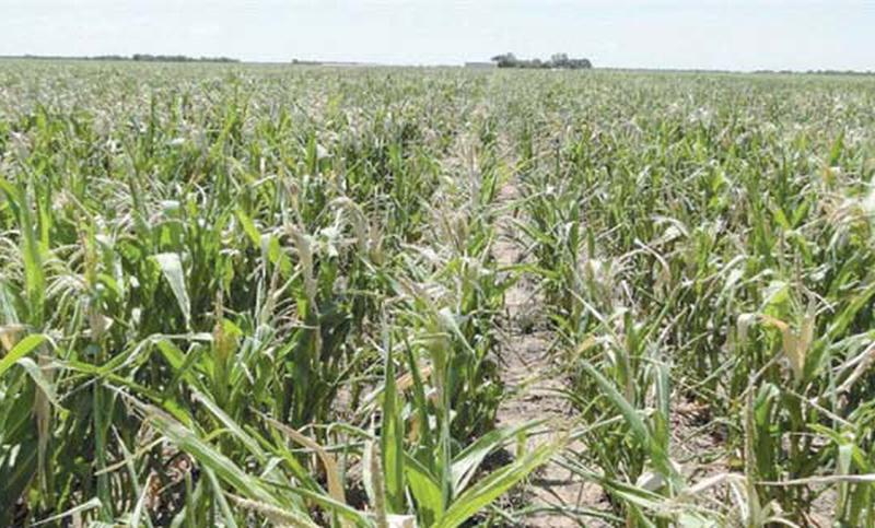 Alarmante situación del maíz y la soja por la falta de agua