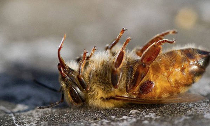 La Unión Europea advierte que pesticidas matan masivamente a las abejas