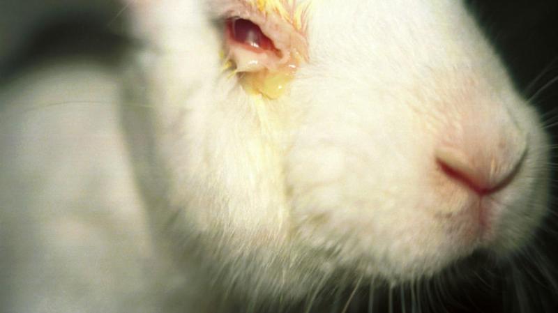 Repudio al proyecto de ley que avala el experimento con animales