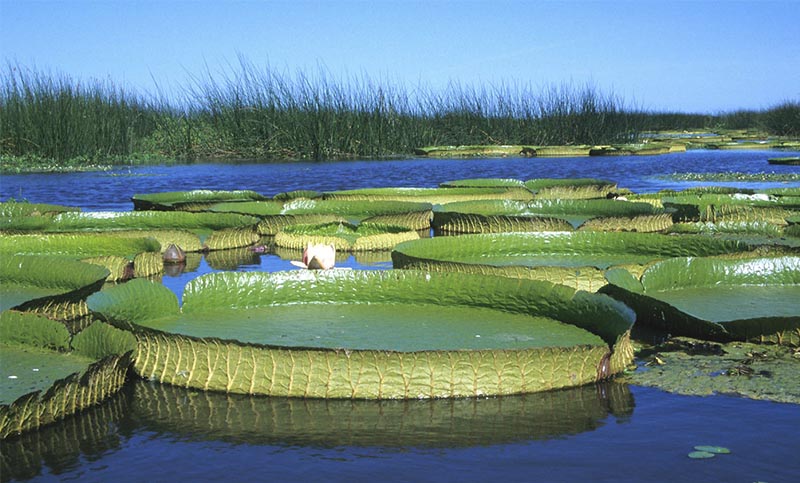 Más de cien kayakistas mujeres buscan la flor del irupé en el Paraná