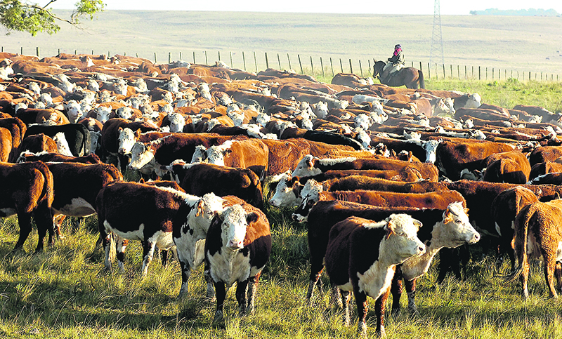 La “Doble Nelson” que golpea a la ganadería: menos precios pero más costos