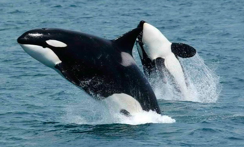 Cinco especies en las que ellas son las líderes