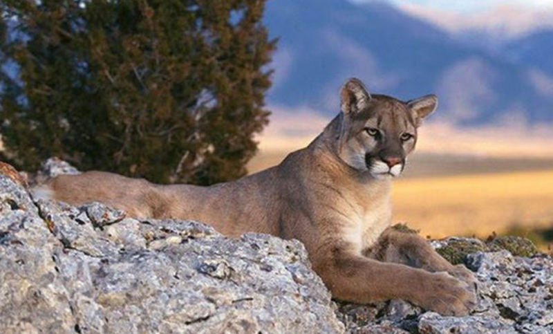 Cierran un camino en Bariloche por la presencia de un puma