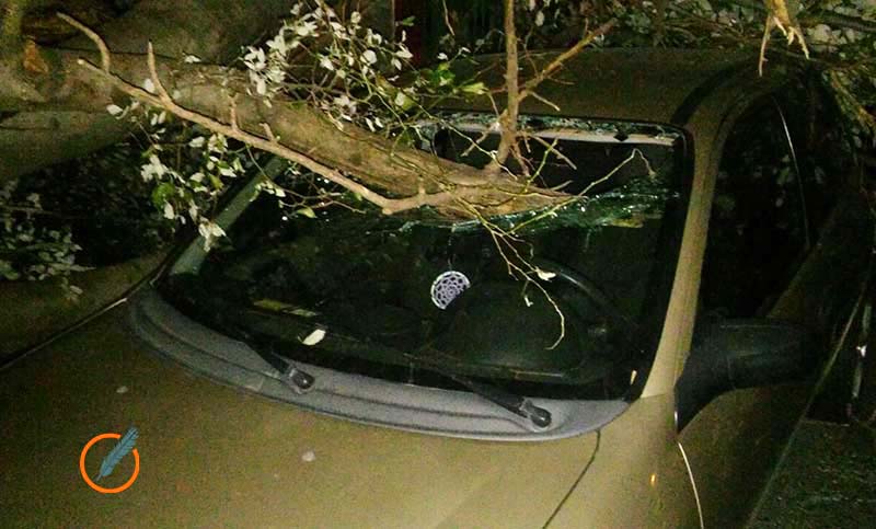 Tres autos quedaron sepultados al caerse un árbol por una ráfaga de viento
