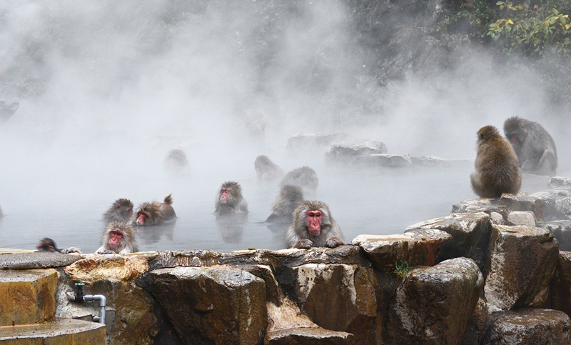 Los monos que acuden a aguas termales para combatir el estrés