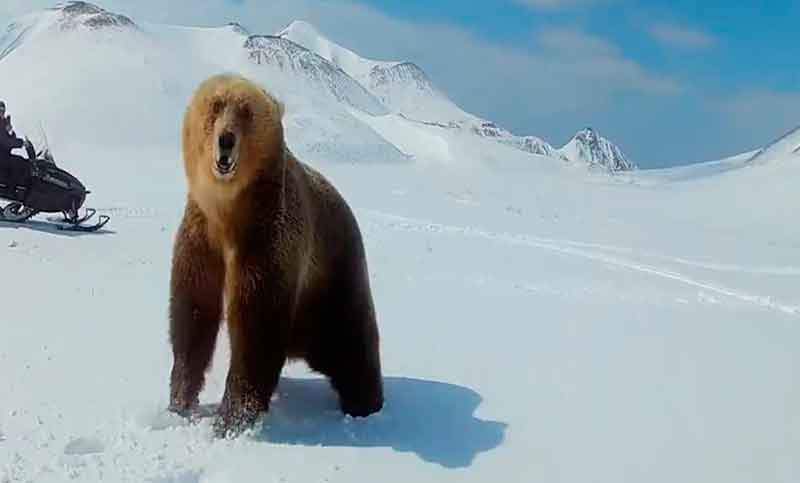 Molestar al oso casi les cuesta la vida