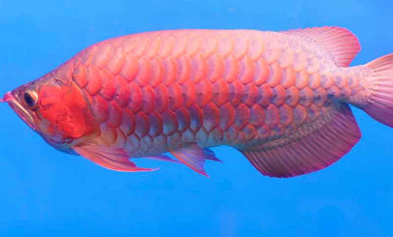 En Singapur los peces también reciben intervenciones estéticas