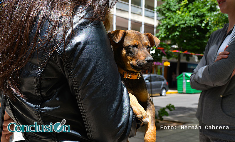 Por qué se celebra el Día del Animal el 29 de abril