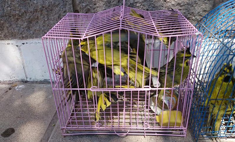 Multas de 100 mil pesos por tráfico y venta ilegal de aves
